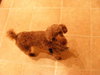 Chachi