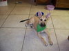 Dixie