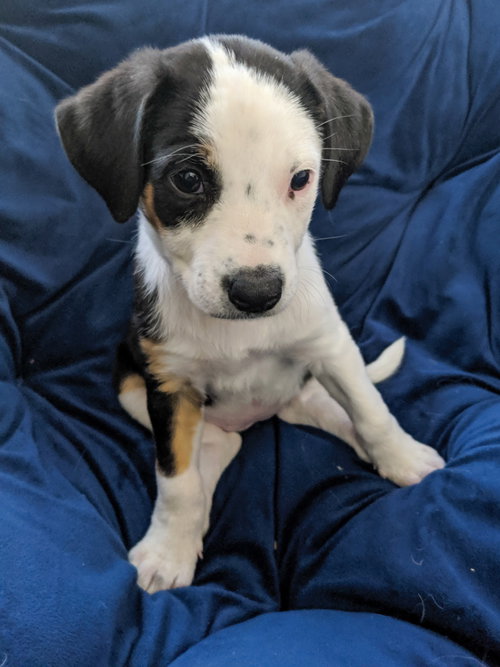 Hazel