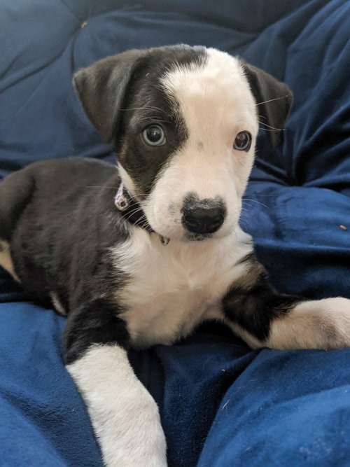Skye