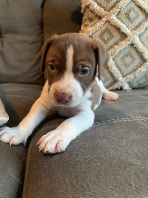 Cooper