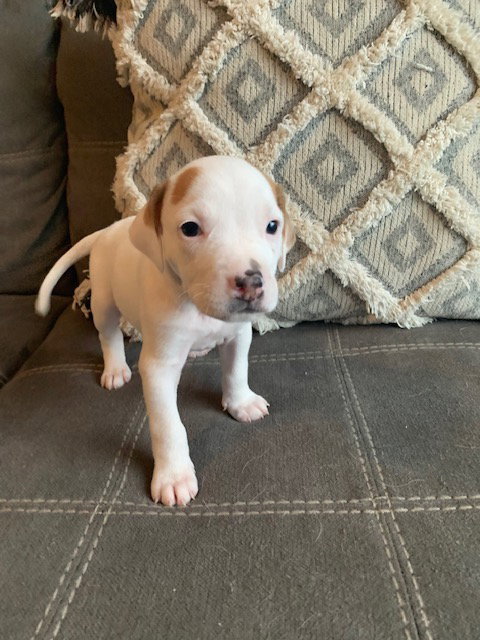 Daisy