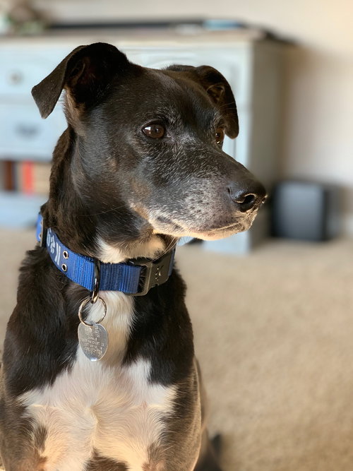 Domino
