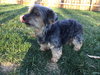 Sampson