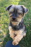 Sampson