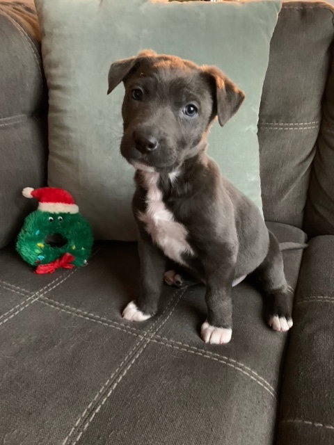 Holly