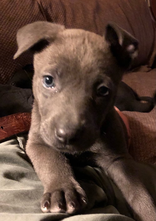 Gracie