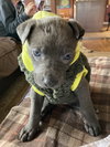 Gracie