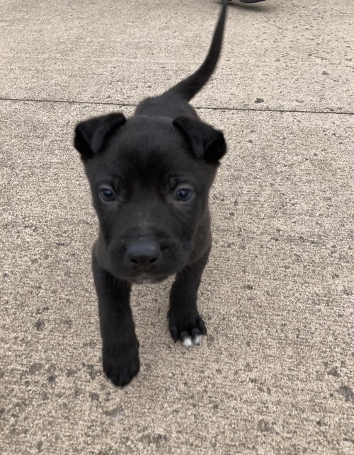 Bruno