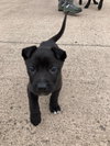 Bruno