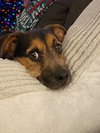 Oscar