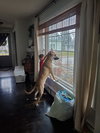 Duke