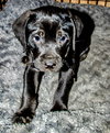 Huck