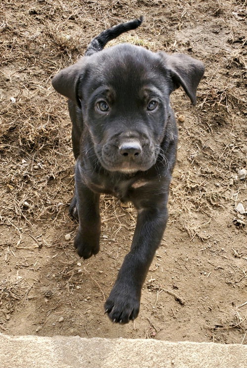 Huck