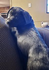 Huck