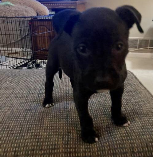 Brutus