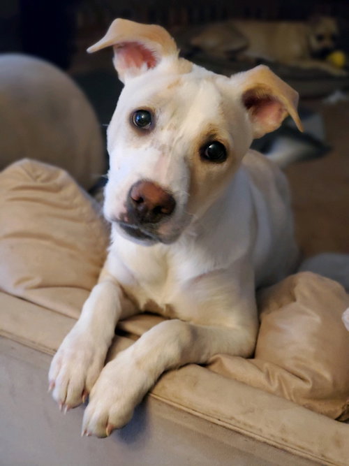 Lola