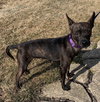 Stella