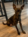 Stella
