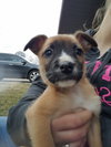 Lucy