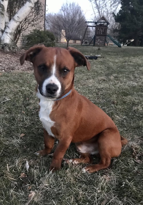 Buddy