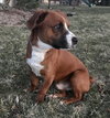 Buddy