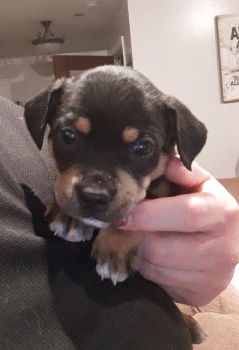 Bruno