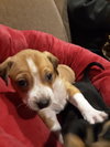 Rosco