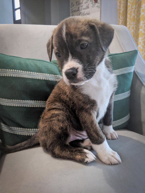 Hazel