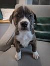 Hazel