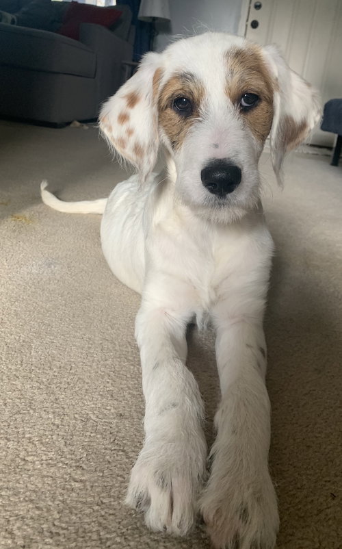 Arlo