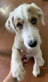 Arlo