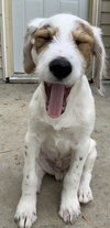 Arlo