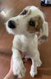 Arlo
