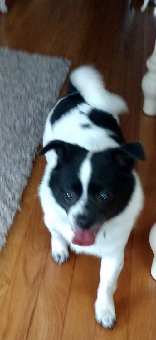 Loki