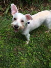 Sofie