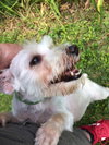 Sofie