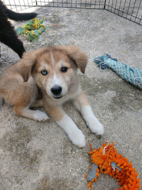 Rosie