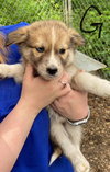 Rosie