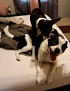 Sparky