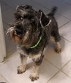 Oscar