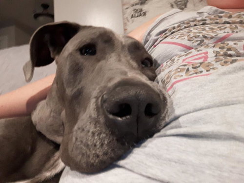 Duke