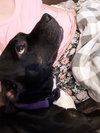 CiCi