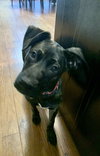 Dolly