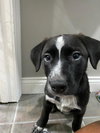 Shiloh