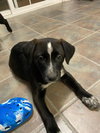Shiloh