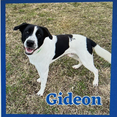 Gideon