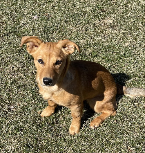 Roxy