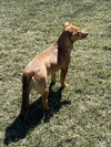 Roxy