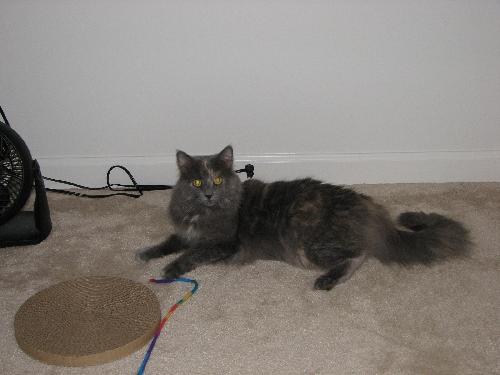 Athena